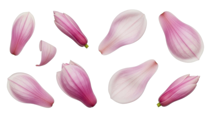 Magnolia Blossoms and Petals Arrangement on Transparent Background PNG
