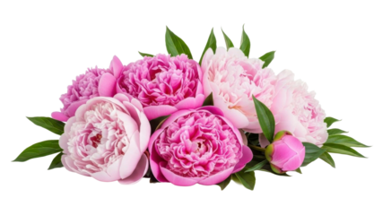 Peony Flowers Arrangement in Pink Shades on Transparent Background PNG