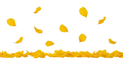 Falling Yellow Flower Petals on Transparent Background PNG Image