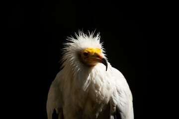 Obraz premium A close-up of a vulture against a black background. A large predator perched on a branch in the wild. African birds.
