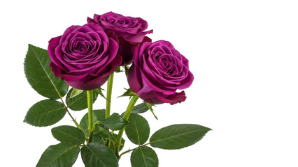 Fototapeta premium Three Purple Roses Bouquet Isolated on Transparent Background PNG