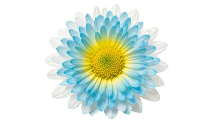  White and Blue Daisy Flower with Yellow Center on Transparent PNG Image