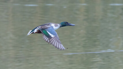 Northern Shoveler  captured in flight.
