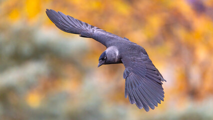 Western Jackdaw captured in flight.