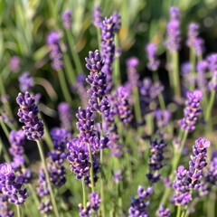 Close-up of a sprig of flowering lavender. The flower is swaying in the wind. A purple flower in a flower bed or in a field. Production of essential oil.