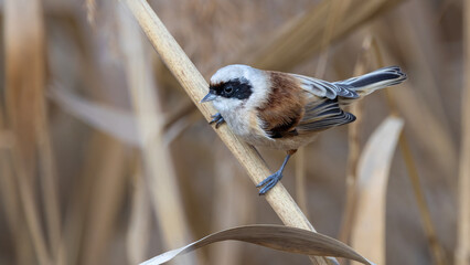Eurasian Penduline Tit © Mehmet