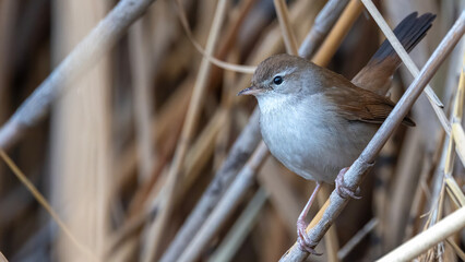 Cetti`s Warbler on a fence © Mehmet
