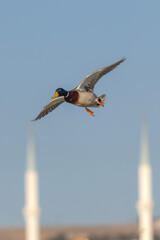 Mallard flying.