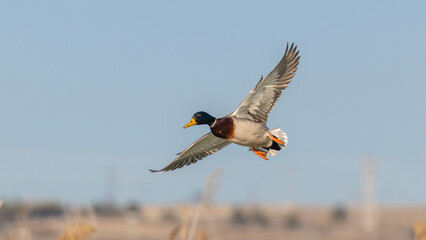 Mallard flying.