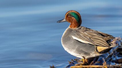 Eurasian Teal 