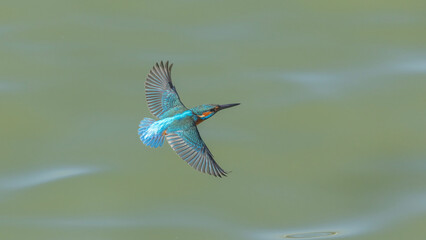 Common Kingfisher with beautiful open wings. Captured in flight.