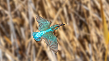 Common Kingfisher with beautiful open wings. Captured in flight.