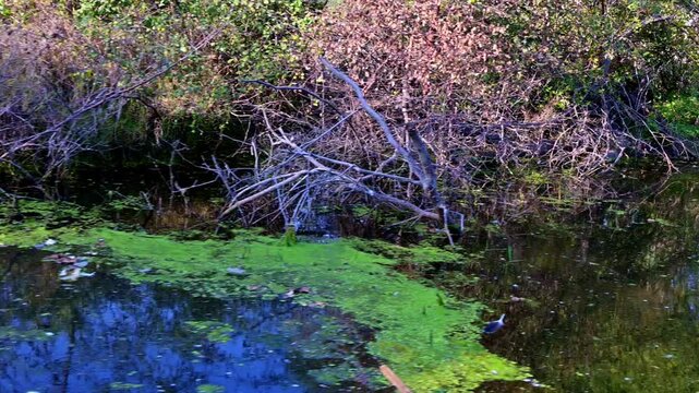 The dense cluster of dark, spindly branches rises from shallow tea-colored marsh water, highlighting the complex aquatic birdlife in the keoloadeo national park, Bharatpur.