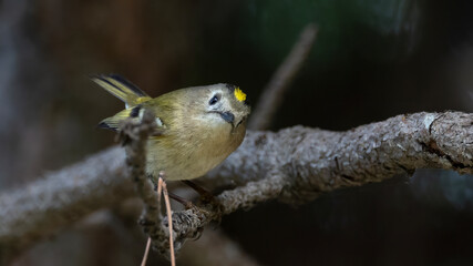 Goldcrest closeup.
