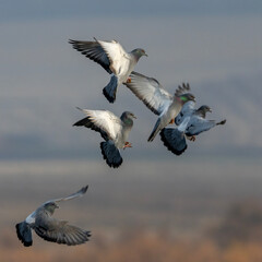 Pigeons flying in the sky