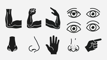 Human body parts vector illustrations for educational and design projects