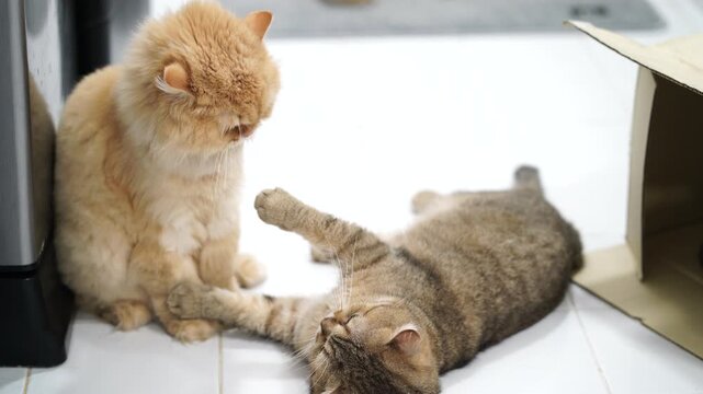 Fluffy orange tabby and playful feline friends engage in friendly tussles, showcasing their companionship in cozy indoor setting filled with cuteness and joy