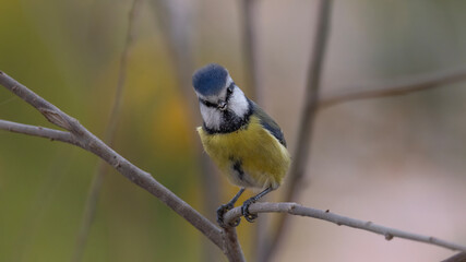 blue tit on branch © Mehmet
