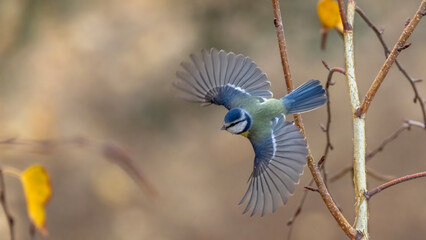 blue tit on branch © Mehmet