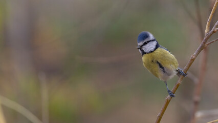 blue tit on branch © Mehmet
