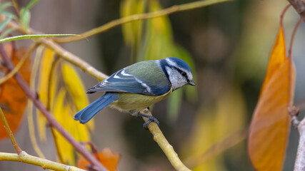 blue tit on branch © Mehmet