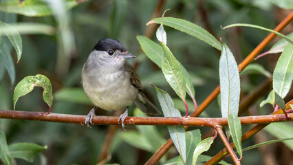 Male Eurasian Blackcap © Mehmet