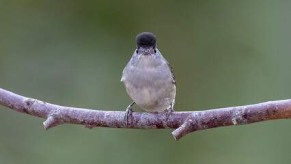 Male Eurasian Blackcap © Mehmet