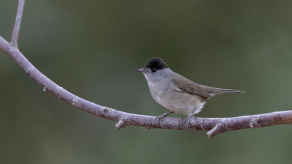 Male Eurasian Blackcap © Mehmet