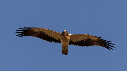 eagle in flight