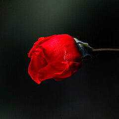 red rose on black background