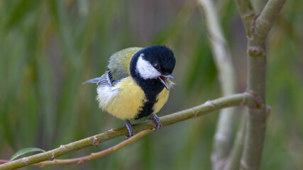 Obraz premium great tit parus major