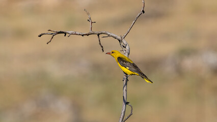 Eurasian Golden Oriole 