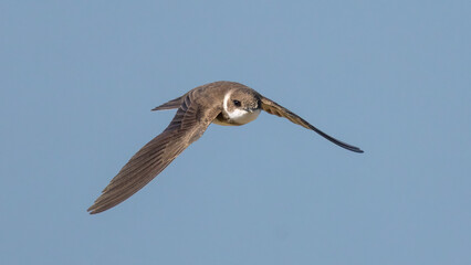 Sand Martin flying.