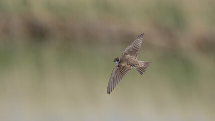 Sand Martin flying.
