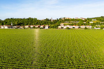 Obraz premium Structured vineyard grid and farm tracks near Lake Garda, Italy. Aerial view commercial viticulture visible from above
