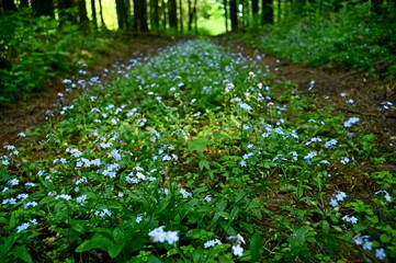 green grass and flowers