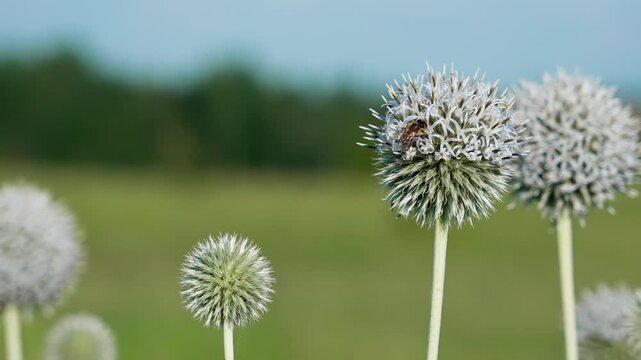 A large, round, white globe thistle  flower with bees on it. Several more similar flowers are visible further back. The background is blurred.