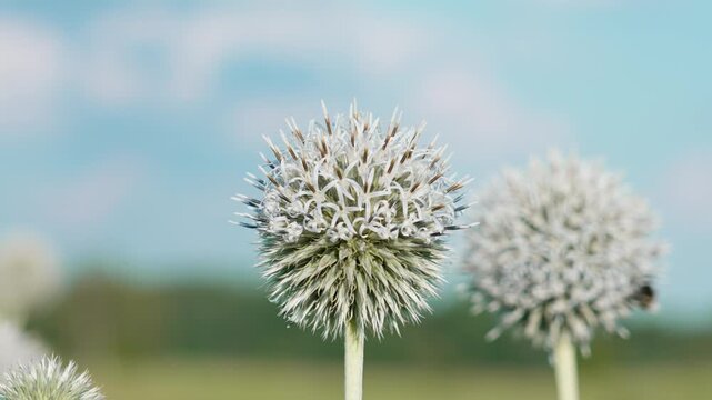A close-up video shows the honey plant round-headed globe thistle Echinops sphaerocephalus. A bumblebee pollinates the plant, carrying pollen. Soft bokeh blur. The life and work of insects.