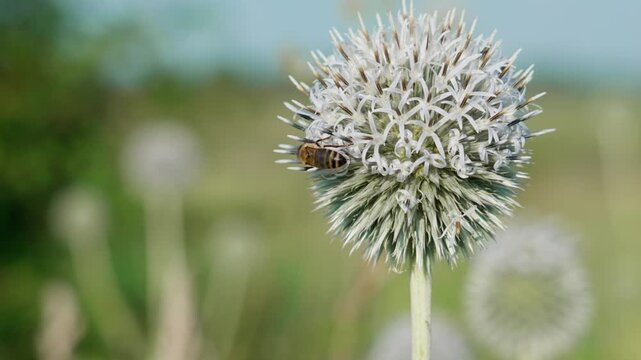 A large, round, white globe thistle Echinops sphaerocephalus flower with bees on it. Several more similar flowers are visible further back. The background is blurred.