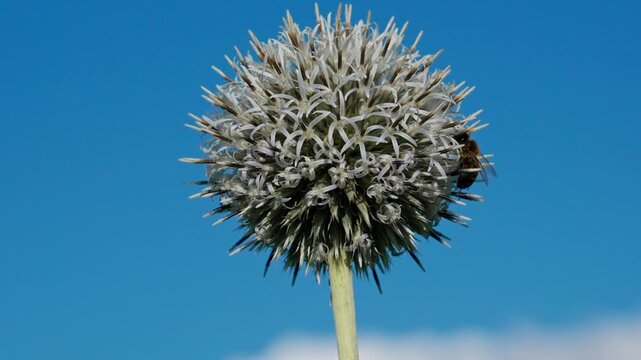 Against a blue sky, from bottom to top, a round globe thistle flower sways in the wind. A honeybee is on it, searching for nectar. Close-up shot.