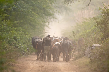 A herdsman leading a herd of cows home at sunset. The golden hour light catches the rising dust, creating a warm, atmospheric scene of rural village life. © tahir