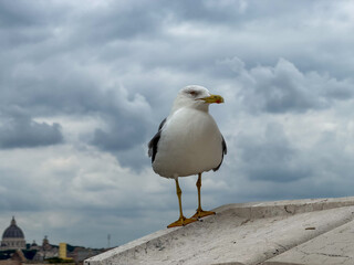 Seagull standing on stone wall overlooking rome cityscape