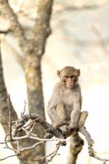 A sharp, high-resolution close-up of a Rhesus macaque (Macaca mulatta) sitting alertly on a thick tree branch in a deep forest.