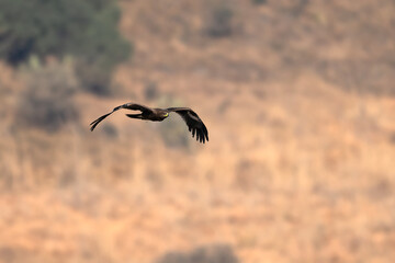 Obraz premium Wings Over the Himalayas: The Majestic Steppe Eagle