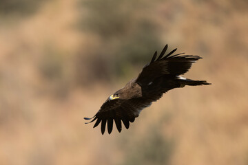Obraz premium A Steppe Eagle in a dramatic mountain setting. The contrast between the dark raptor and the brilliant white peaks creates a cinematic and heroic wildlife portrait.
