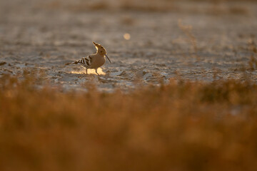 Cinematic portrait of a Hoopoe foraging. The combination of golden hour light and golden dust creates a dreamy, ethereal glow around the bird’s iconic crest. © tahir