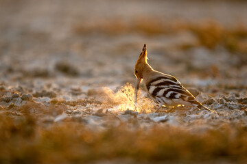 Cinematic portrait of a Hoopoe foraging. The combination of golden hour light and golden dust creates a dreamy, ethereal glow around the bird’s iconic crest. © tahir