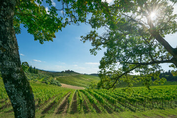 Vineyards and Oak Trees in Radda in Chianti, Tuscany, Italy
