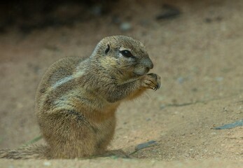 Cape ground squirrel