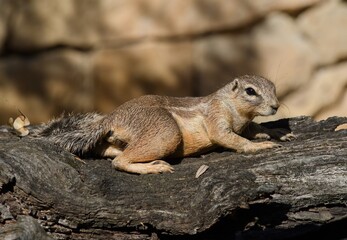Fototapeta premium Cape ground squirrel